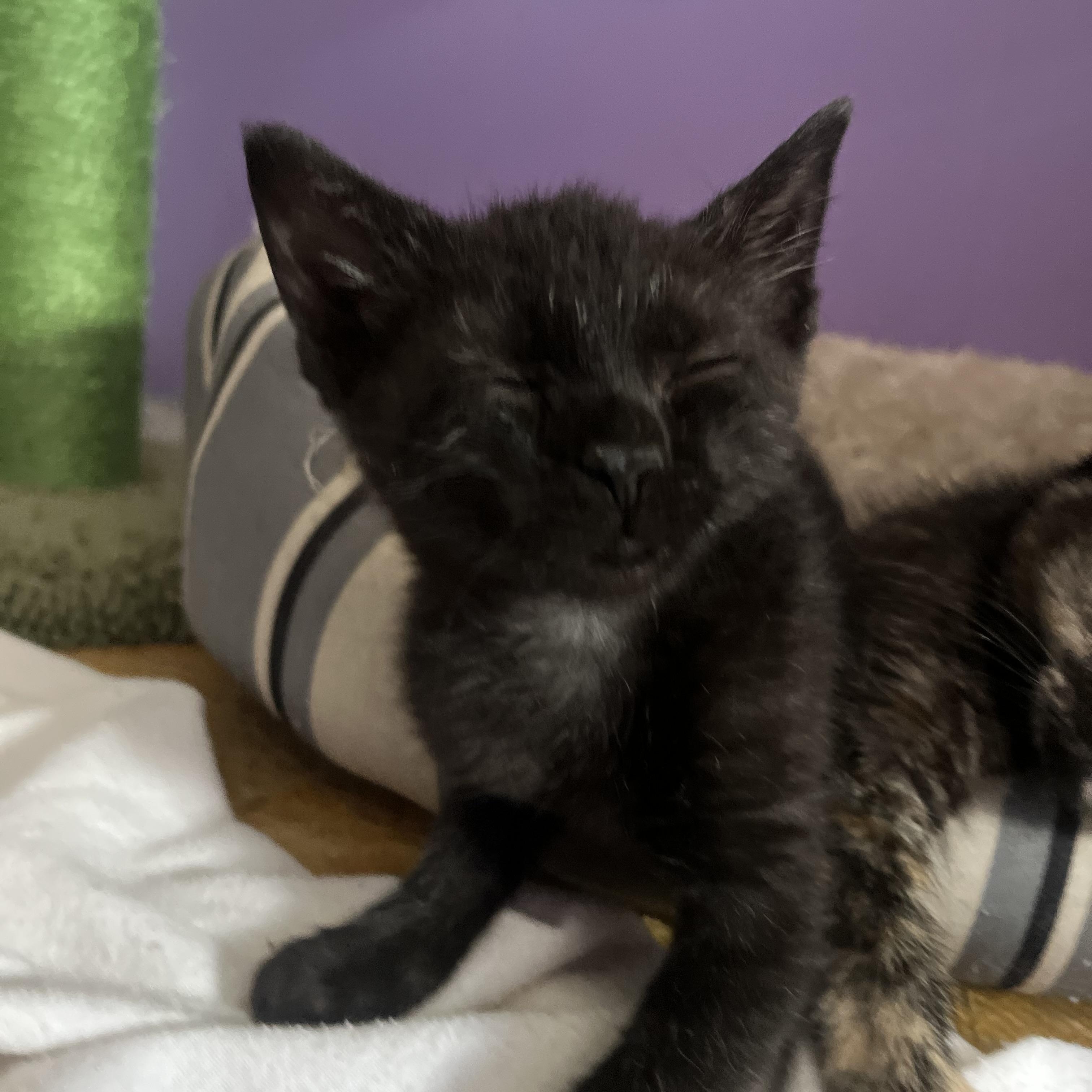Mellow, an adopted Bombay in Newark valley, NY image 1/5
