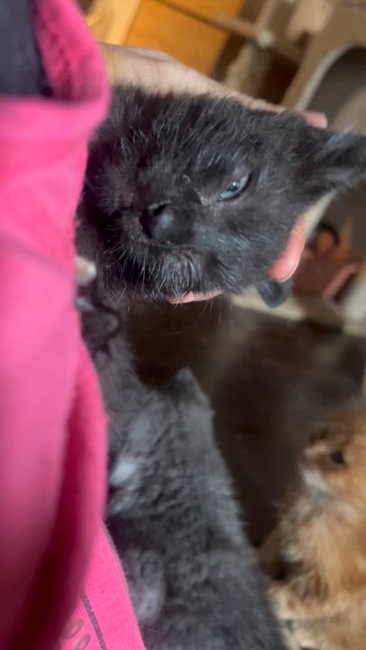 Enlarge Mellow, an adopted Bombay in Newark valley, NY video 5/5