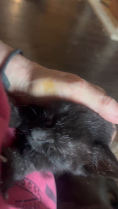 Enlarge Mellow, an adopted Bombay in Newark valley, NY video 2/5