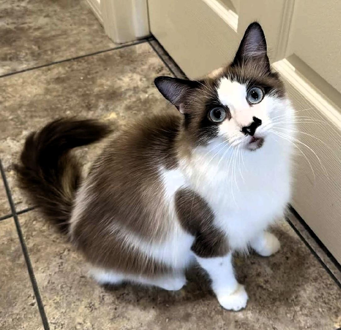 Olivia & Bella - Bonded Pair