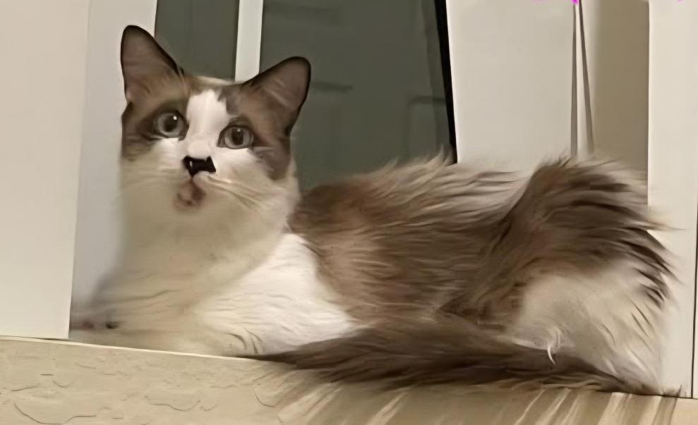 Olivia & Bella - Bonded Pair