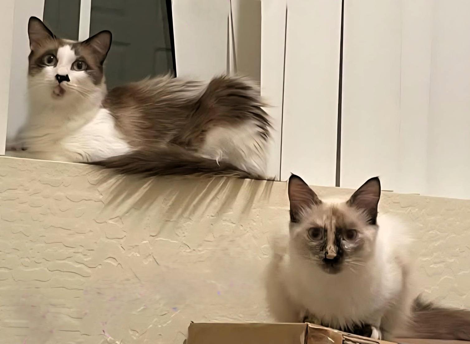 Olivia & Bella - Bonded Pair