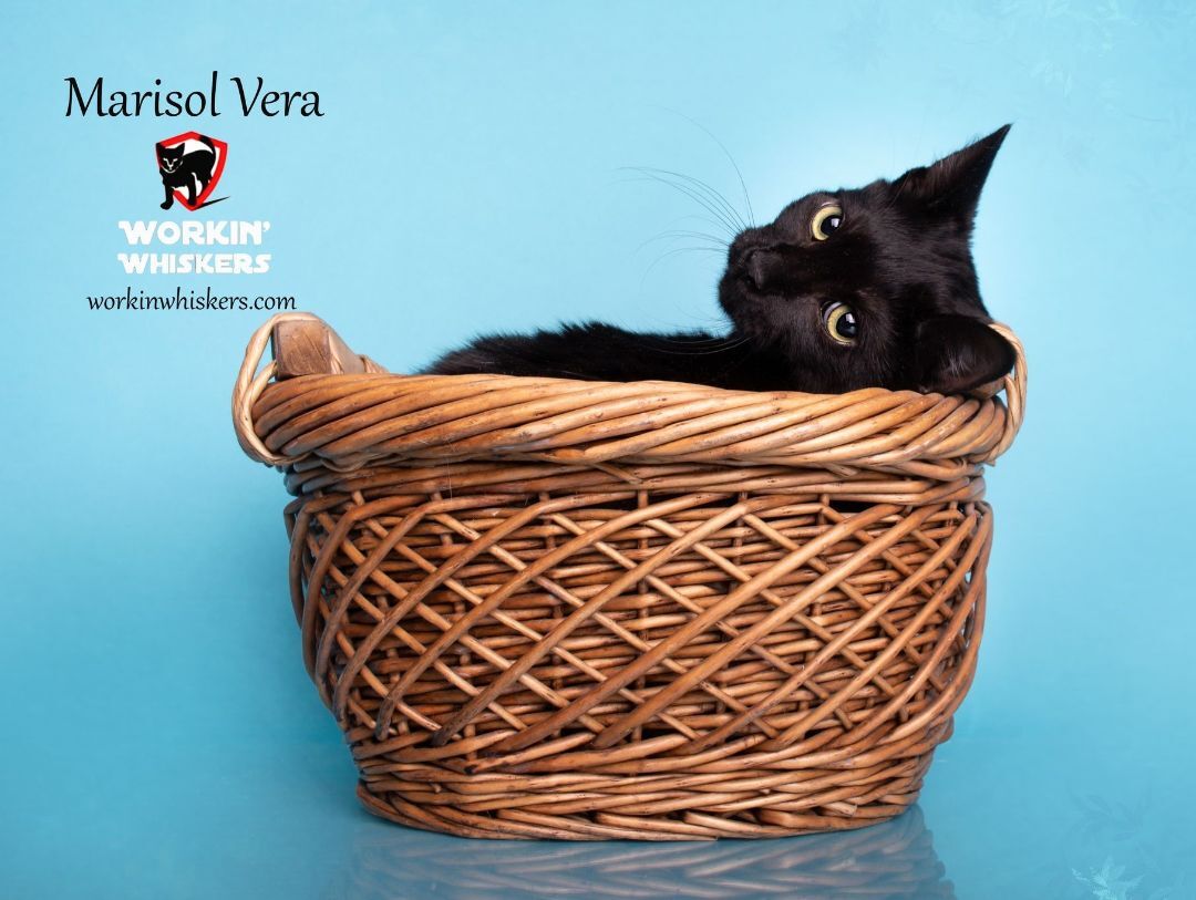 Enlarge MARISOL VERA, a Adoptable mixed breed in HEMET, CA image 4/6