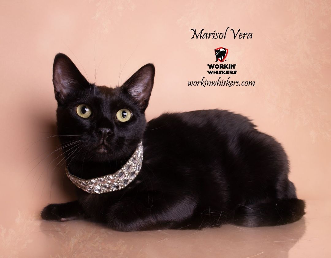 Enlarge MARISOL VERA, a Adoptable mixed breed in HEMET, CA image 1/6
