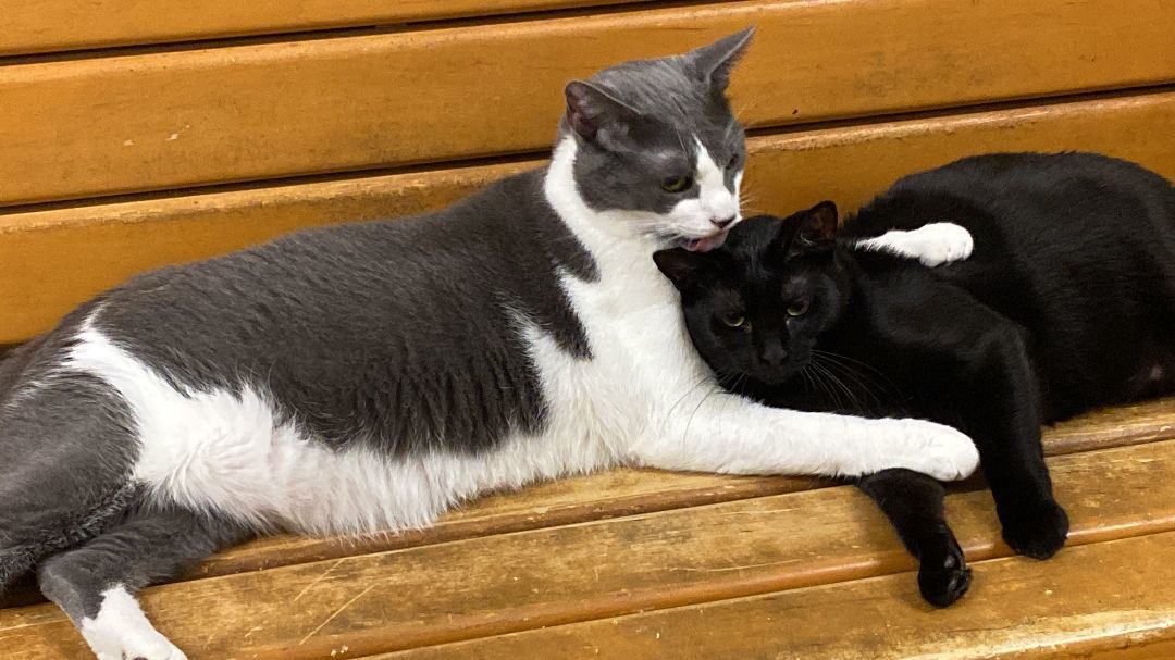 Enlarge MARISOL VERA, a Adoptable mixed breed in HEMET, CA image 2/6