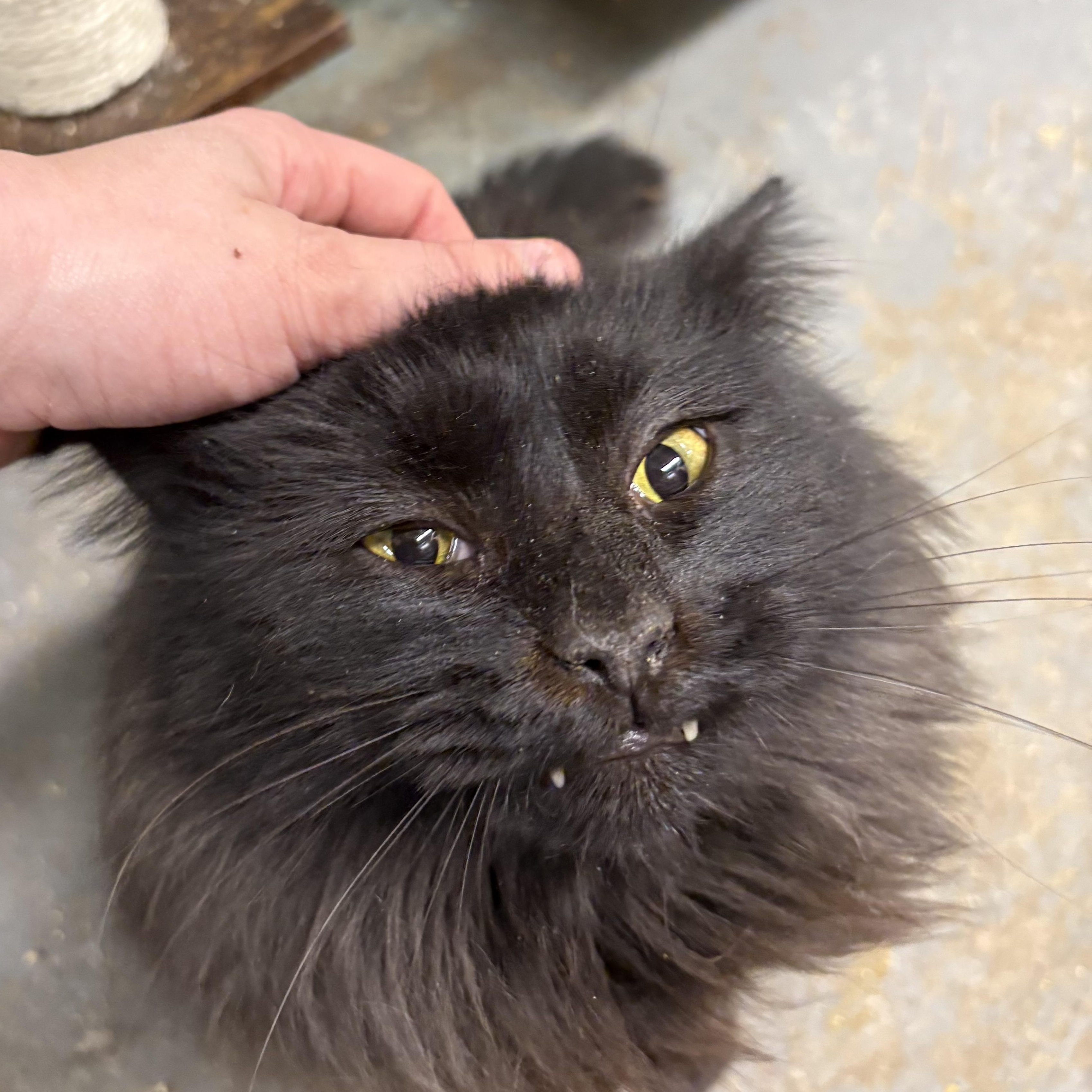 Luigi  Felv+ King! thumbnail 3