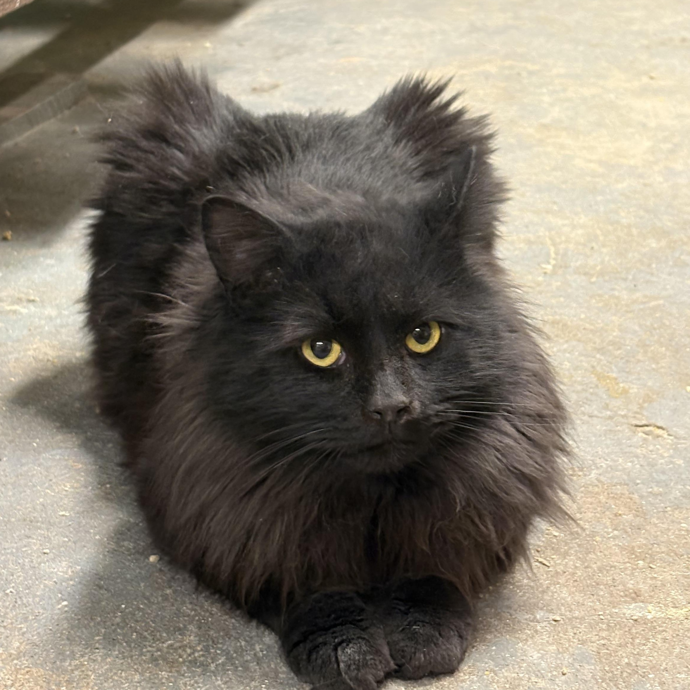 Luigi  Felv+ King! thumbnail 4