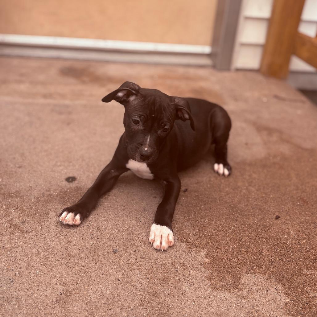 Galette, ADOPTABLE, Puppy Female Pit Bull Terrier.