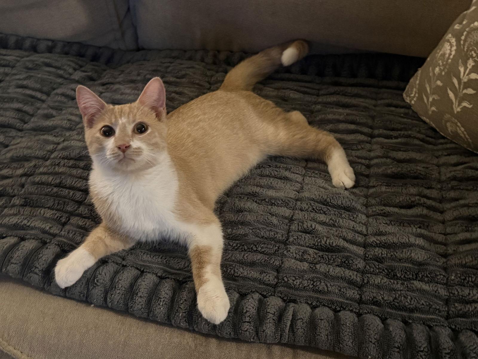 Tater, Adoptable, Kitten Male Tabby.