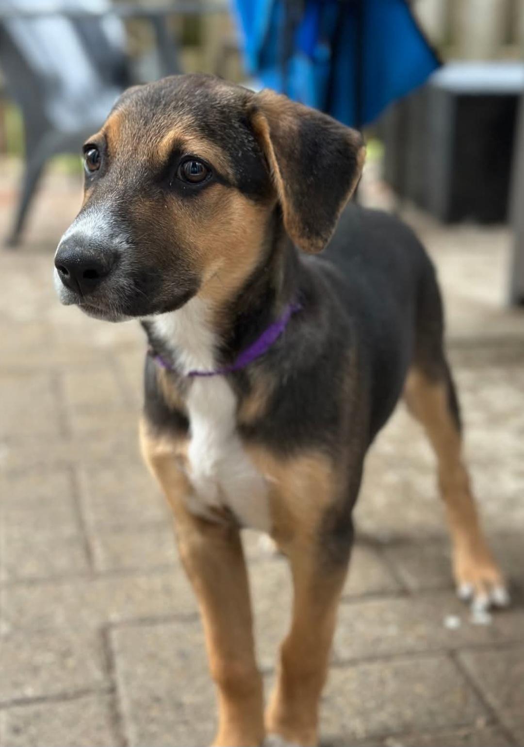 Enlarge Sadie, a Adoptable mixed breed in St Thomas, ON image 1/1