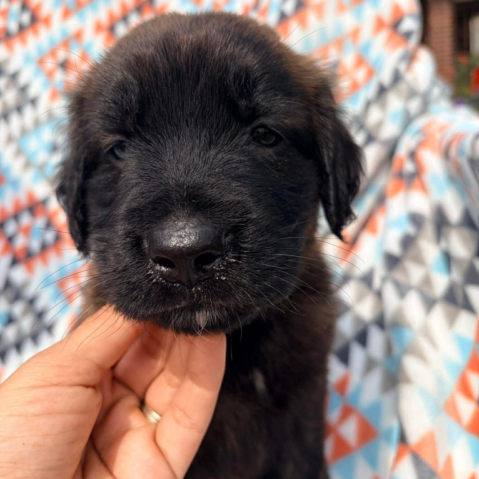 Reese's, an adopted mixed breed in Bellingham, WA image 2/6