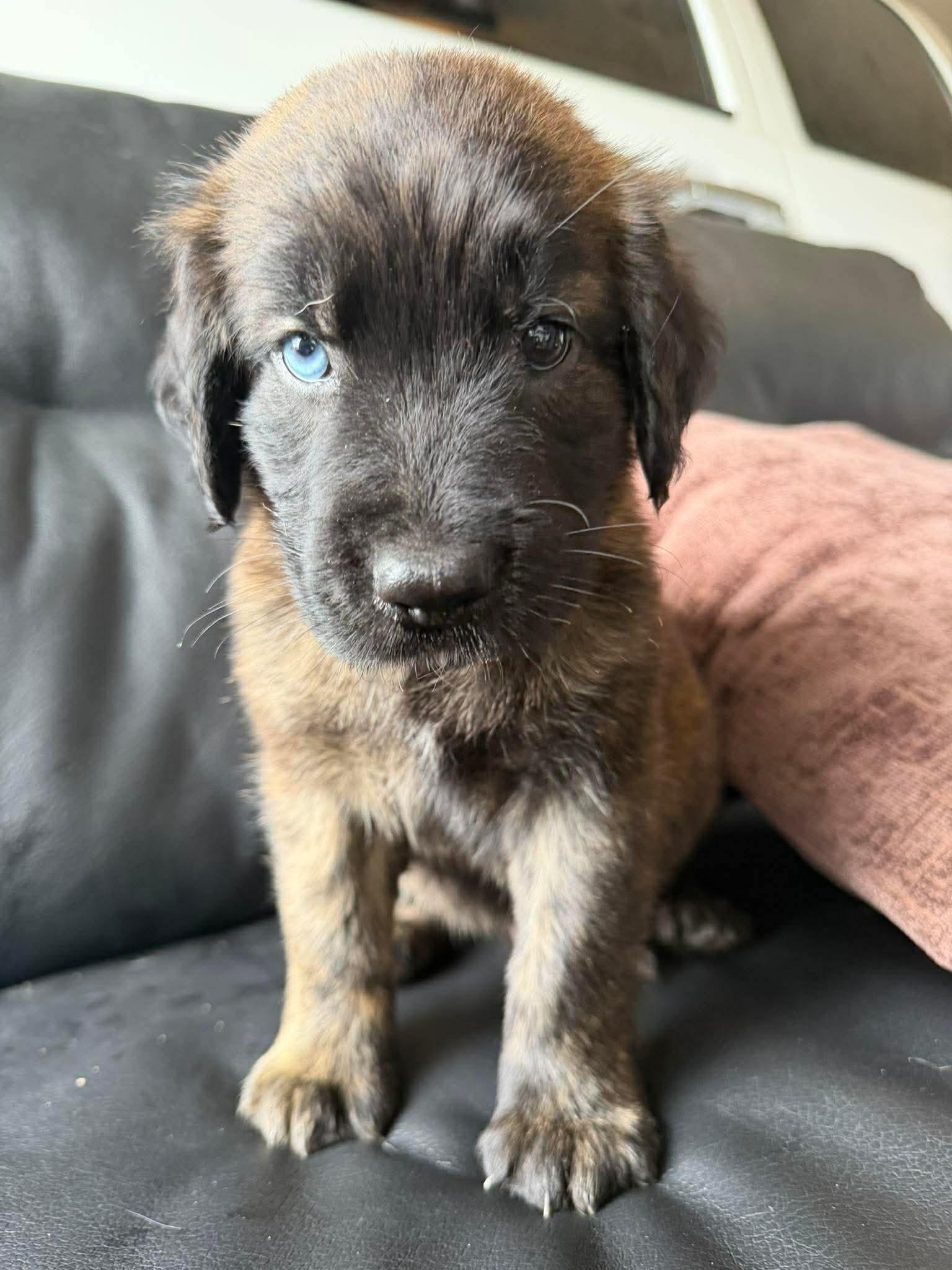 Reese's, an adopted mixed breed in Bellingham, WA image 5/6