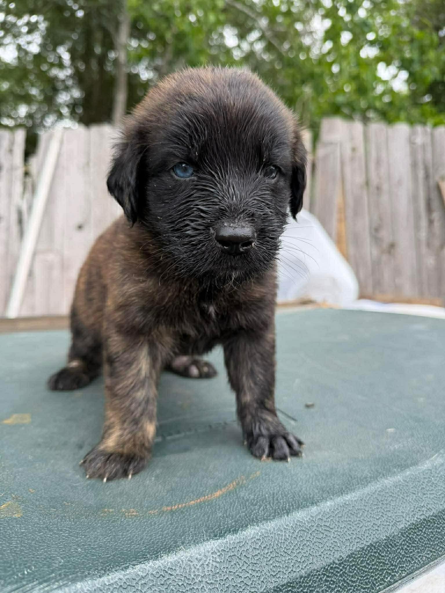 Reese's, an adopted mixed breed in Bellingham, WA image 4/6