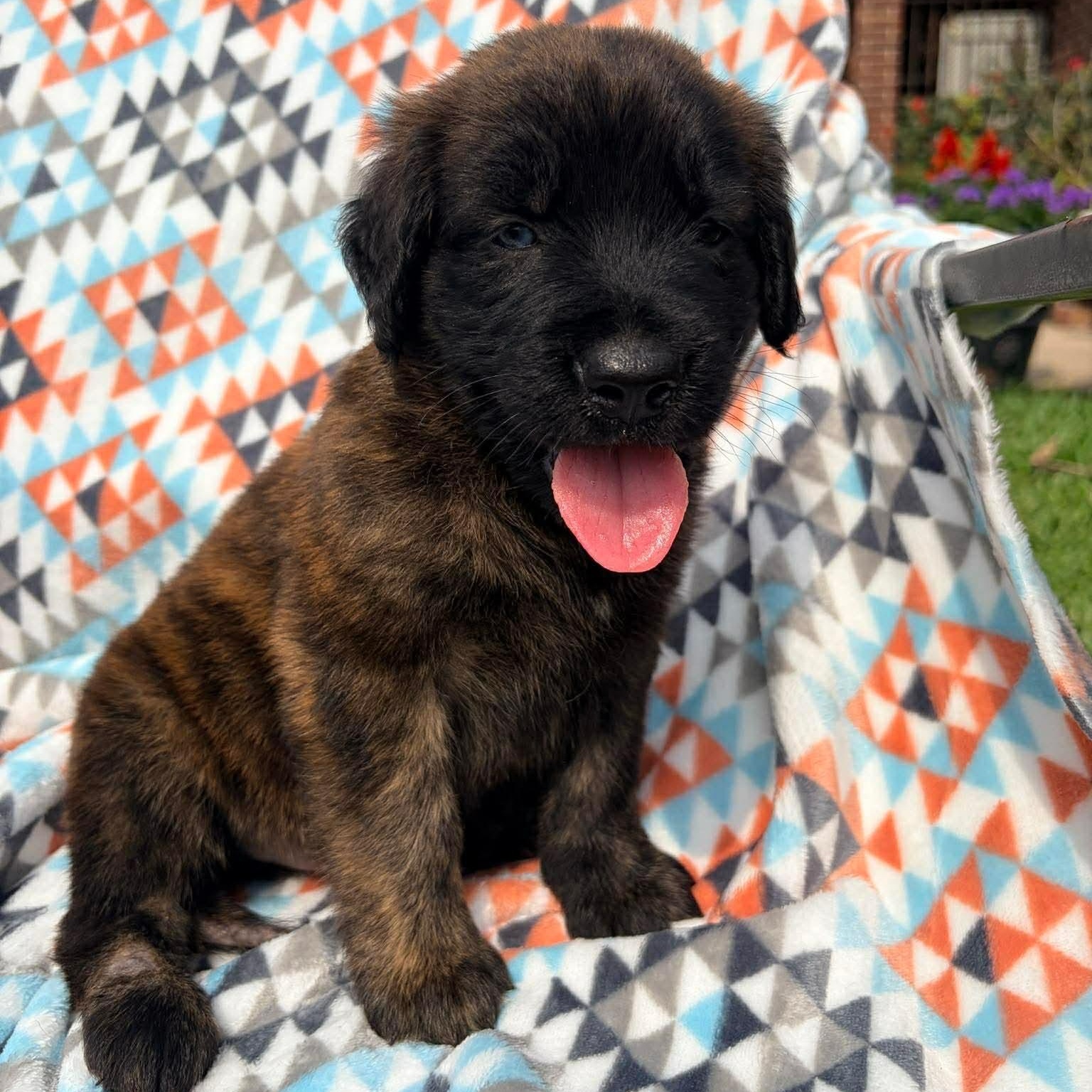 Reese's, adopted, Puppy Male Mixed Breed & Golden Retriever.