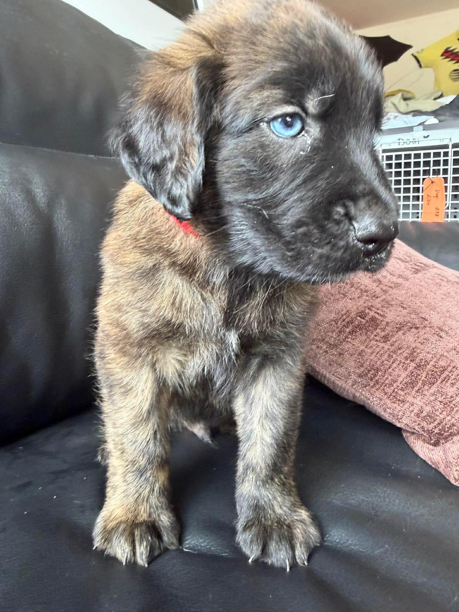 Reese's, an adopted mixed breed in Bellingham, WA image 3/6