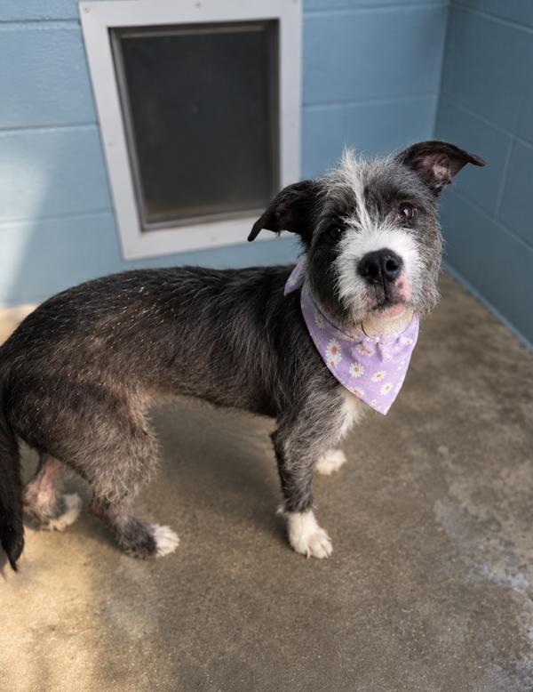 Enlarge Frizzle, a Adoptable mixed breed in Lafayette, LA image 1/1