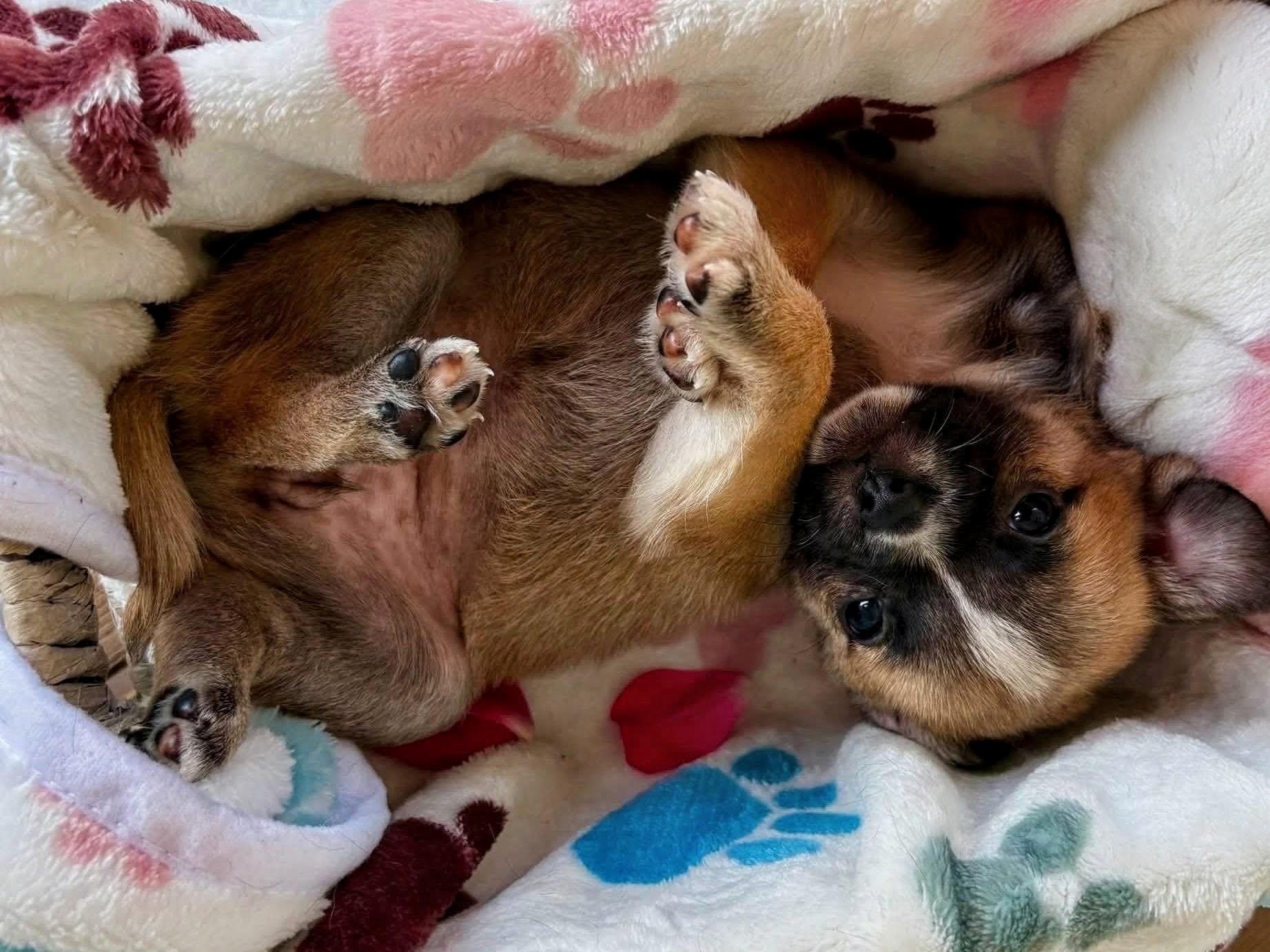 Bali, Adoptable, Puppy Female Pug & Chihuahua.