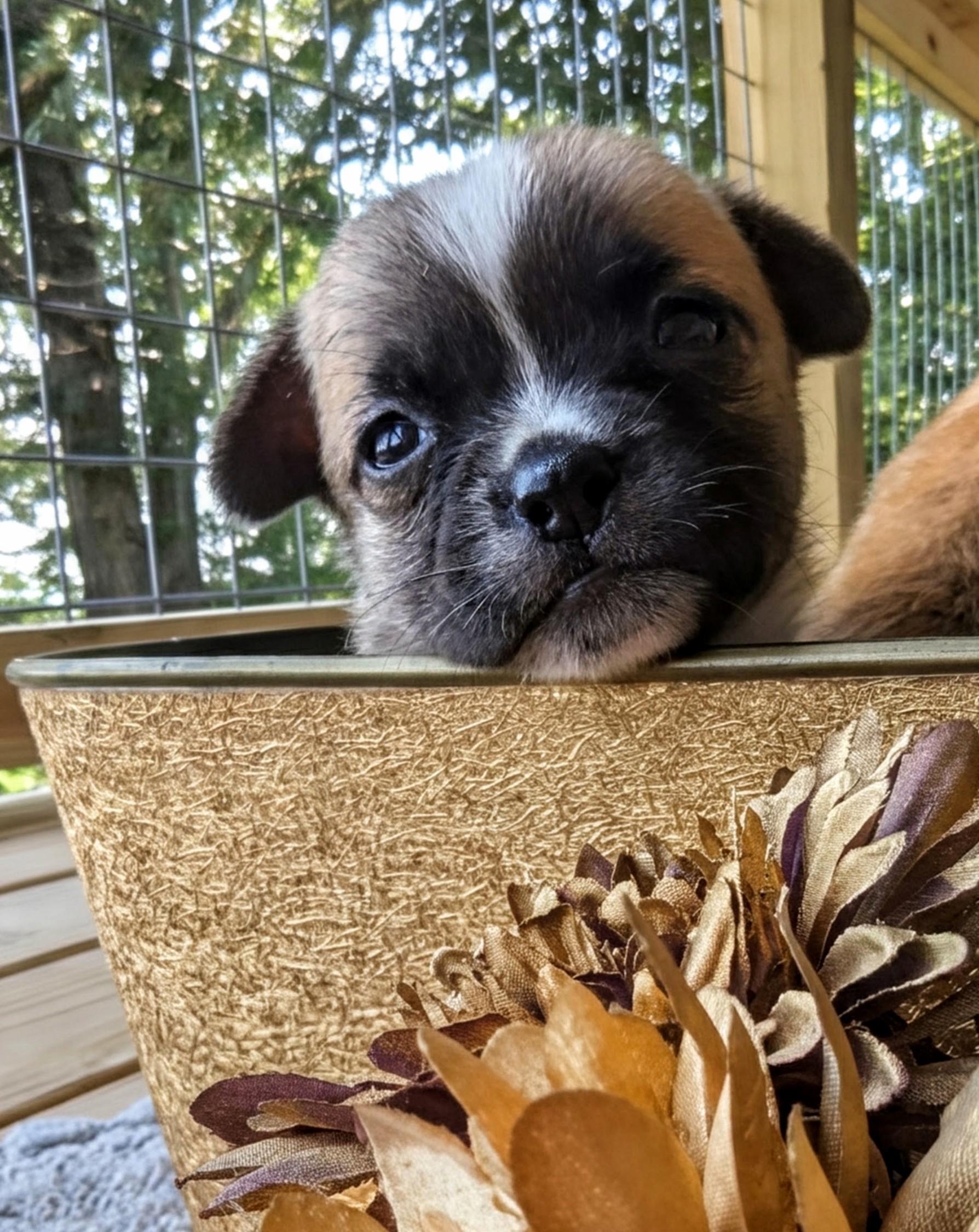 Bali, a Adoptable mixed breed in Richmond, KY image 4/6