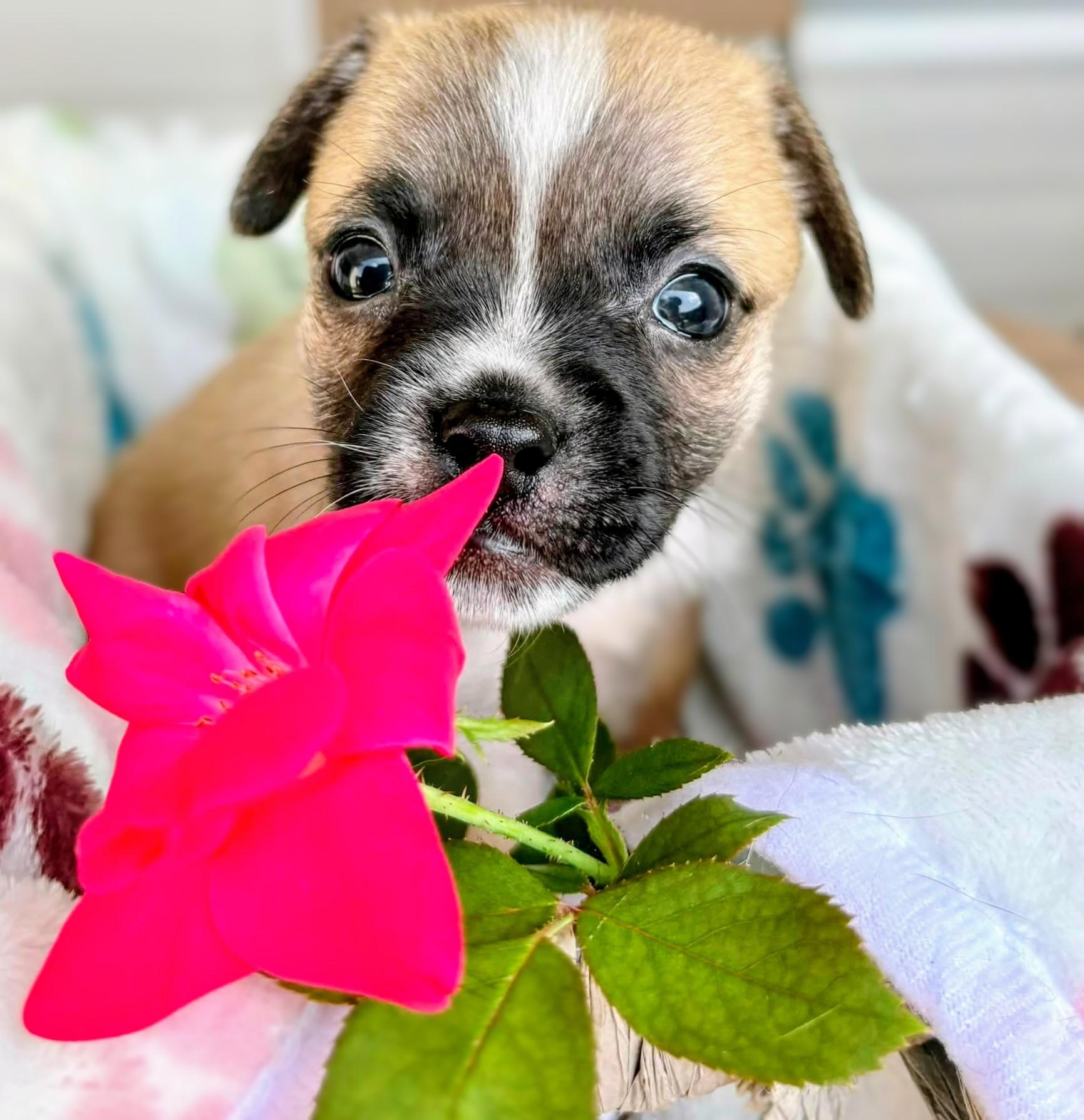 Bali, a Adoptable mixed breed in Richmond, KY image 6/6