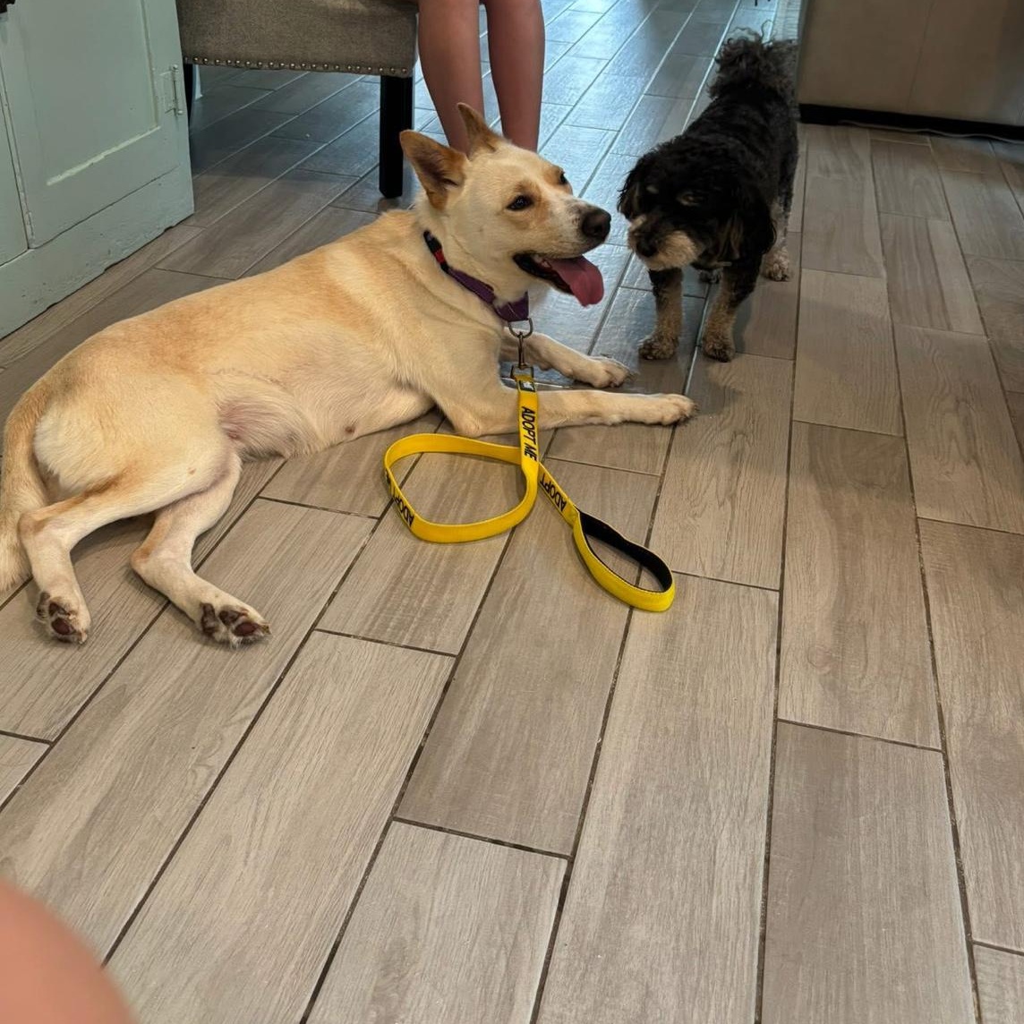 Enlarge Lady is special ( Gentle, calm, and easygoing), a Adoptable mixed breed in Detroit, MI image 1/4