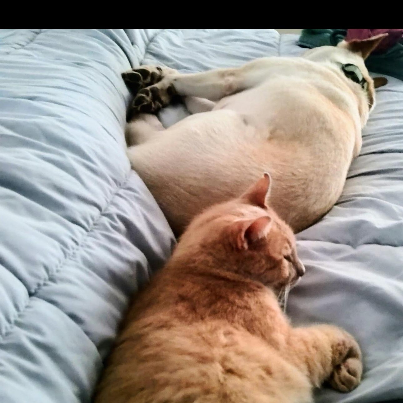 Enlarge Lady is special ( Gentle, calm, and easygoing), a Adoptable mixed breed in Detroit, MI image 3/4