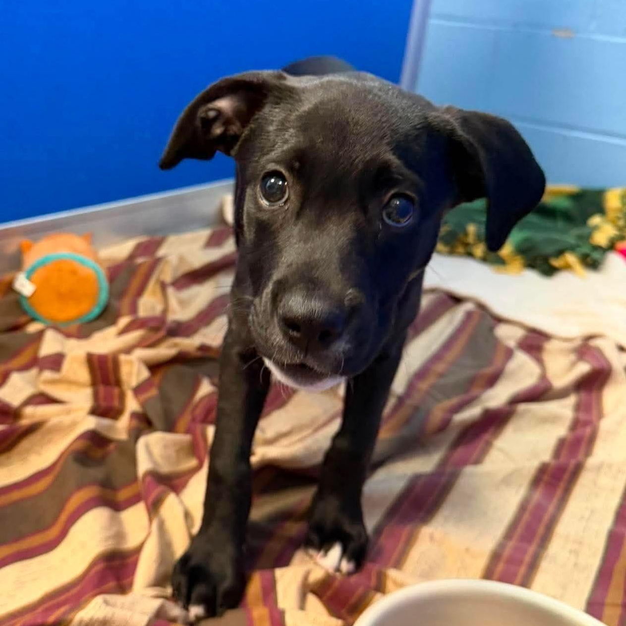 Enlarge Rocky, an adopted Mixed Breed in Elyria, OH image 1/3