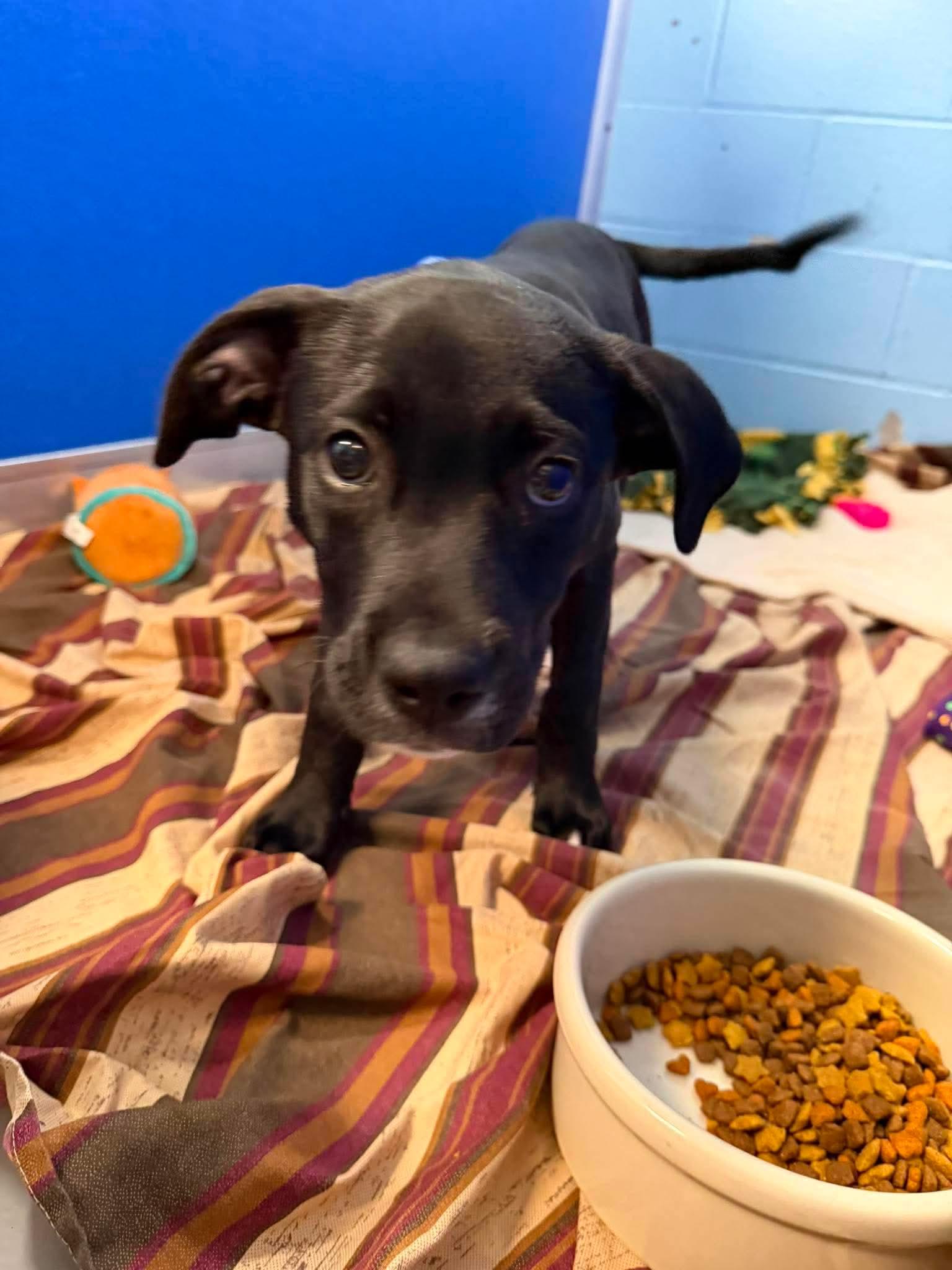 Enlarge Rocky, an adopted Mixed Breed in Elyria, OH image 3/3