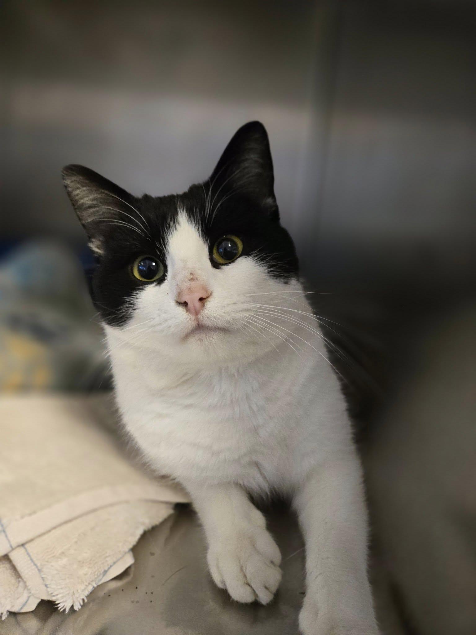 Enlarge Buddy, a ADOPTABLE mixed breed in Weaverville, CA image 2/6