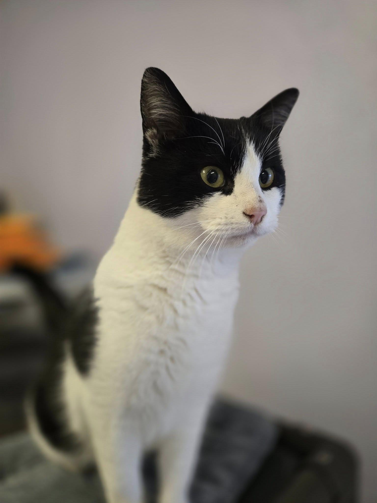 Enlarge Buddy, a ADOPTABLE mixed breed in Weaverville, CA image 4/6