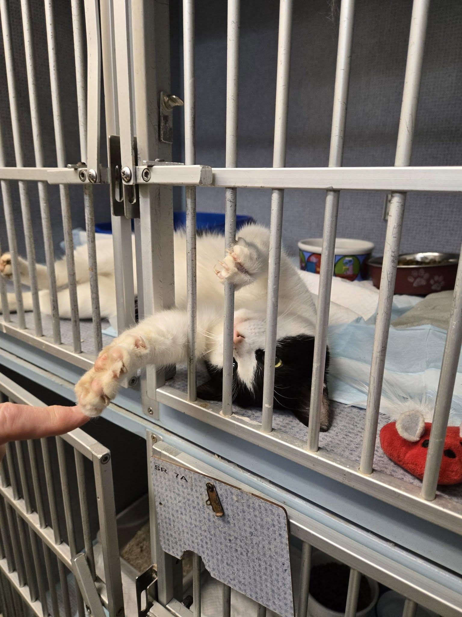 Enlarge Buddy, a ADOPTABLE mixed breed in Weaverville, CA image 5/6