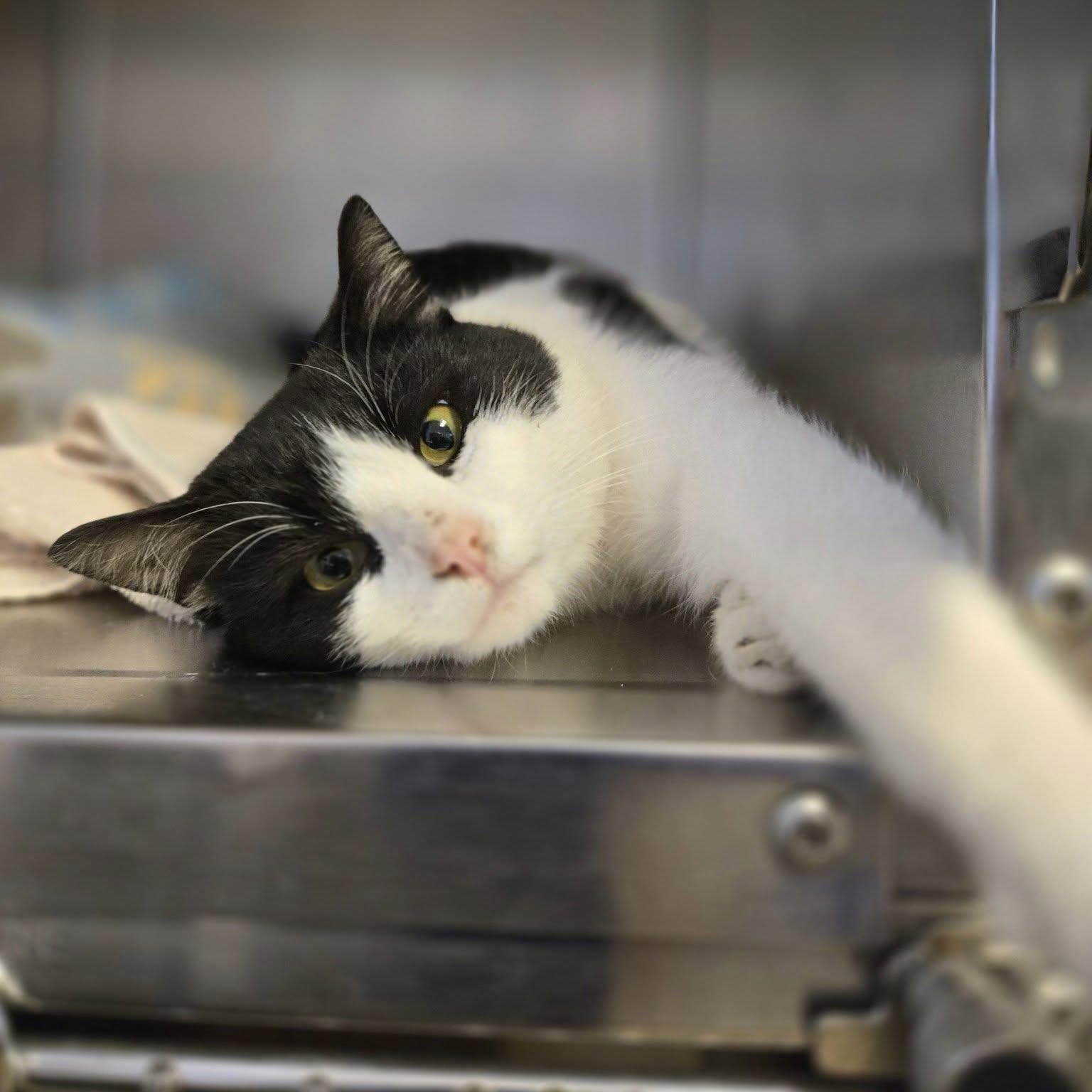 Enlarge Buddy, a ADOPTABLE mixed breed in Weaverville, CA image 1/6