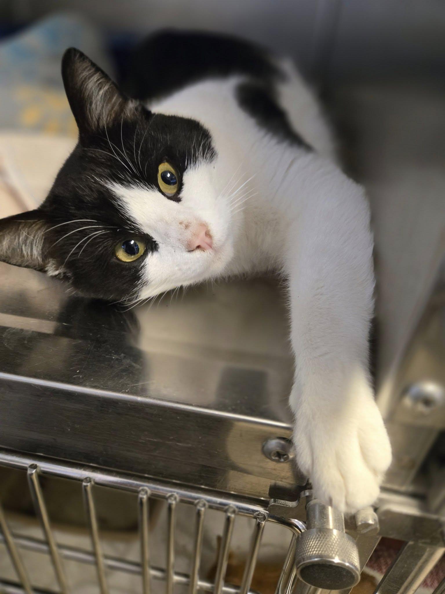 Enlarge Buddy, a ADOPTABLE mixed breed in Weaverville, CA image 3/6