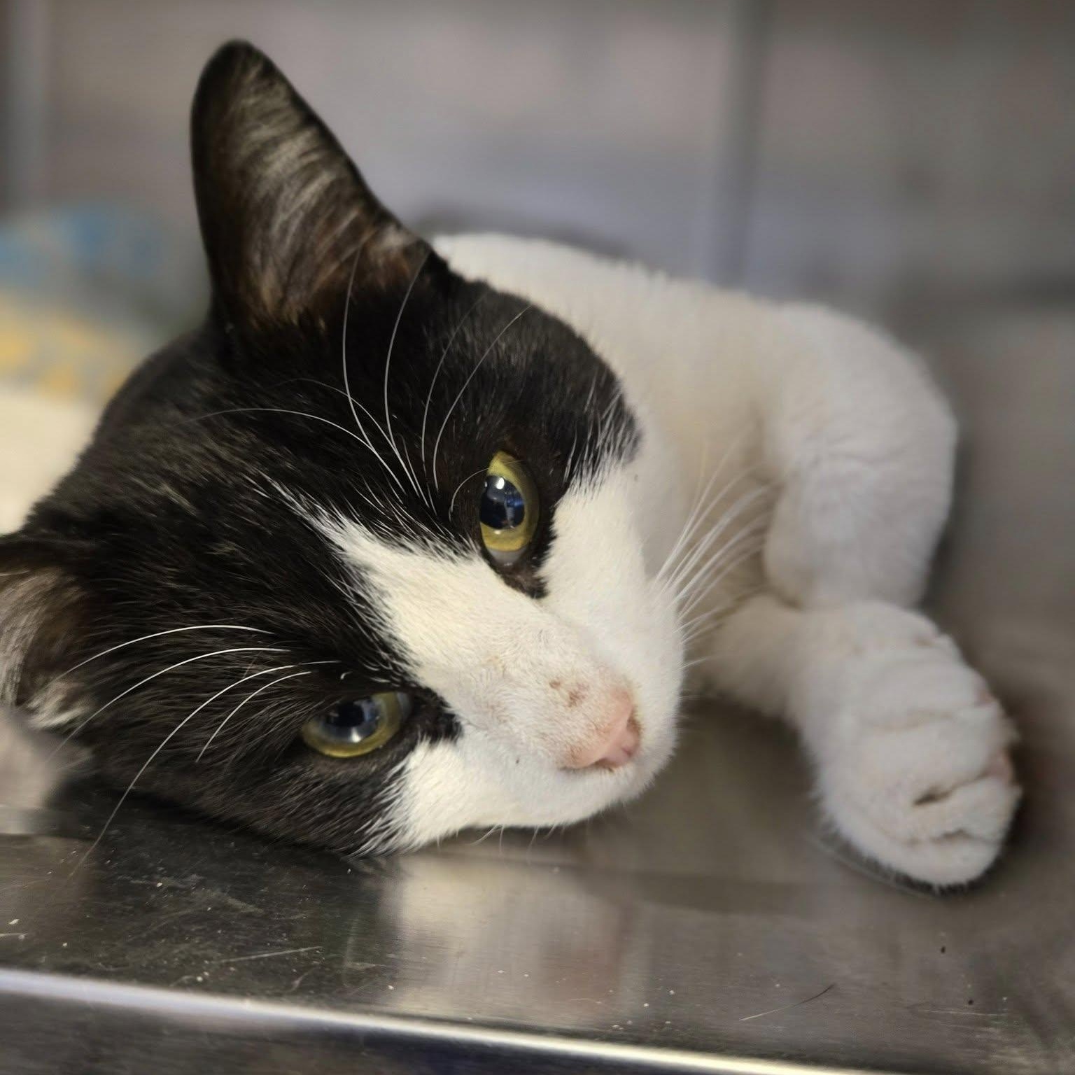 Enlarge Buddy, a ADOPTABLE mixed breed in Weaverville, CA image 6/6