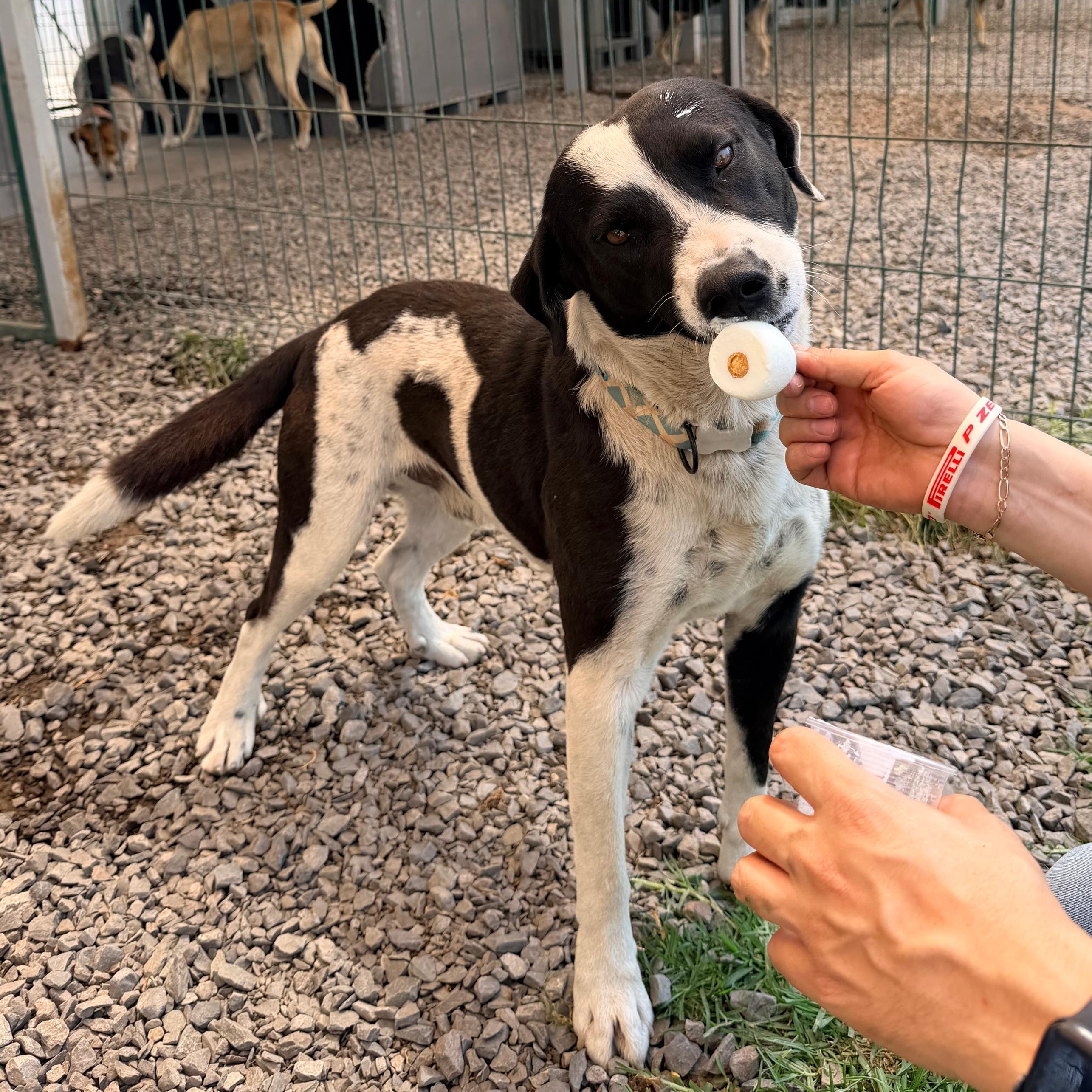 Enlarge Lucky, a Adoptable mixed breed in Manvel, TX image 5/6