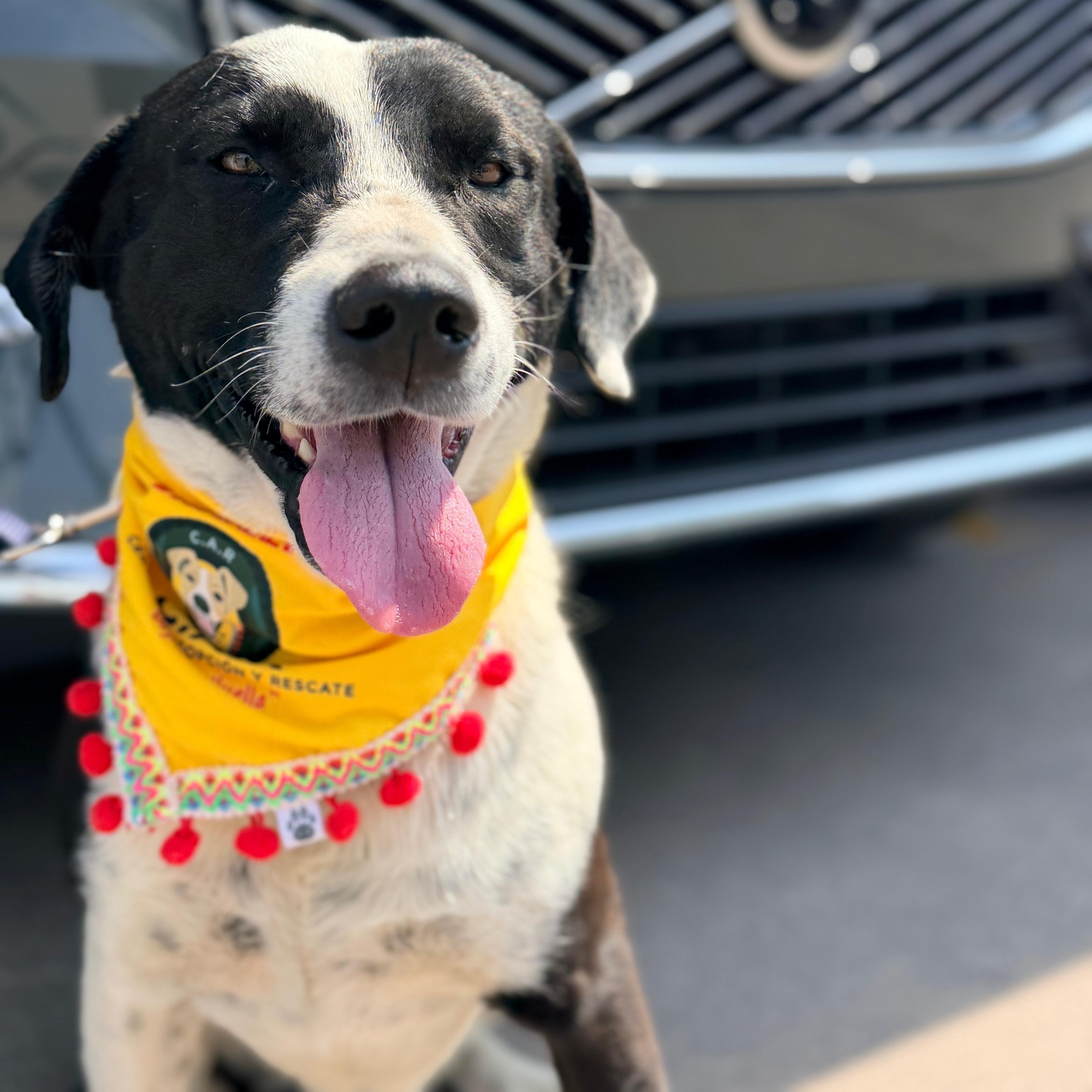Enlarge Lucky, a Adoptable mixed breed in Manvel, TX image 4/6