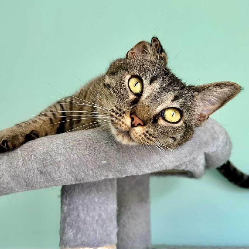 Mama Cat, a Adoptable Domestic Short Hair in Los Angeles, CA image 1/3