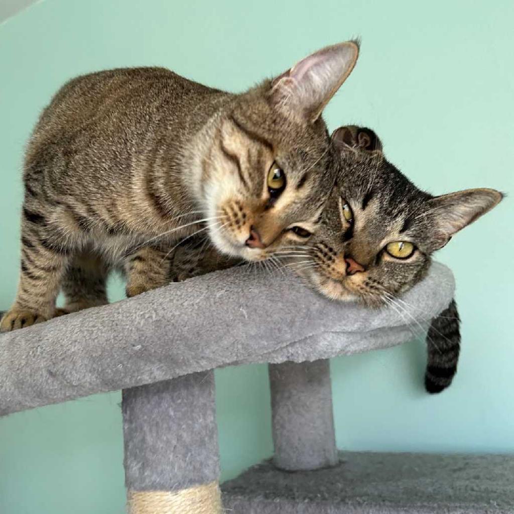 Mama Cat, a Adoptable Domestic Short Hair in Los Angeles, CA image 2/3
