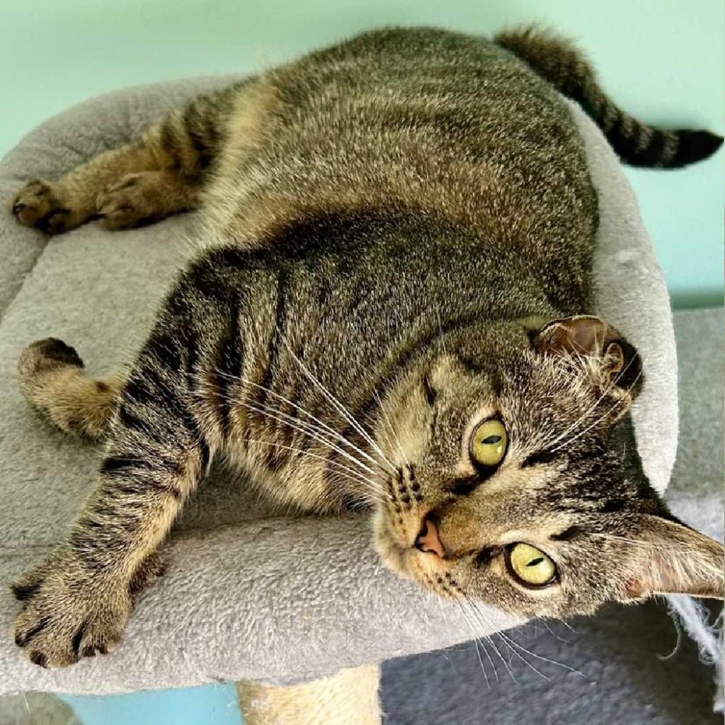 Mama Cat, a Adoptable Domestic Short Hair in Los Angeles, CA image 3/3