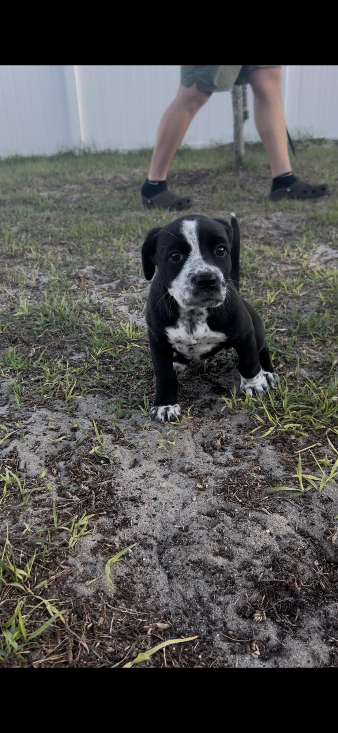 Oreo, Adopted, Young Female Australian Cattle Dog / Blue Heeler.