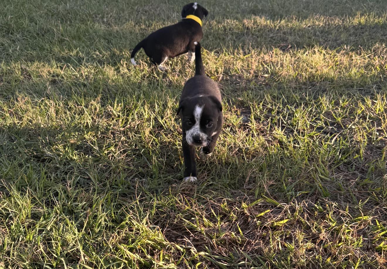 Oreo, a Adopted mixed breed in Bradenton, FL image 2/6