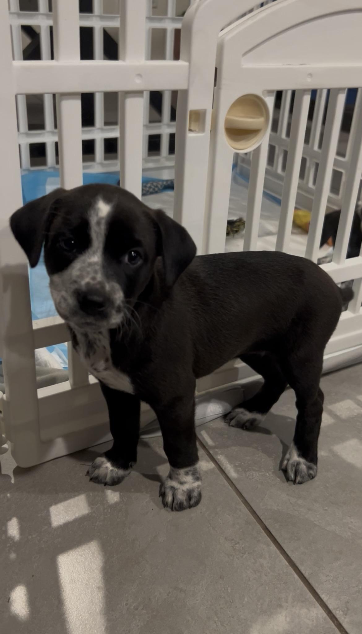 Oreo, a Adopted mixed breed in Bradenton, FL image 3/6