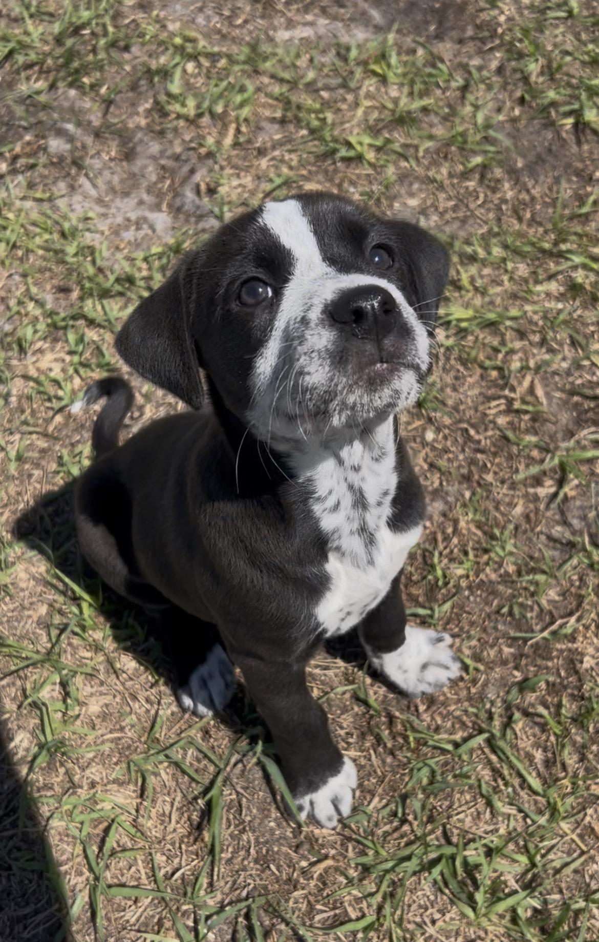Oreo, a Adopted mixed breed in Bradenton, FL image 4/6