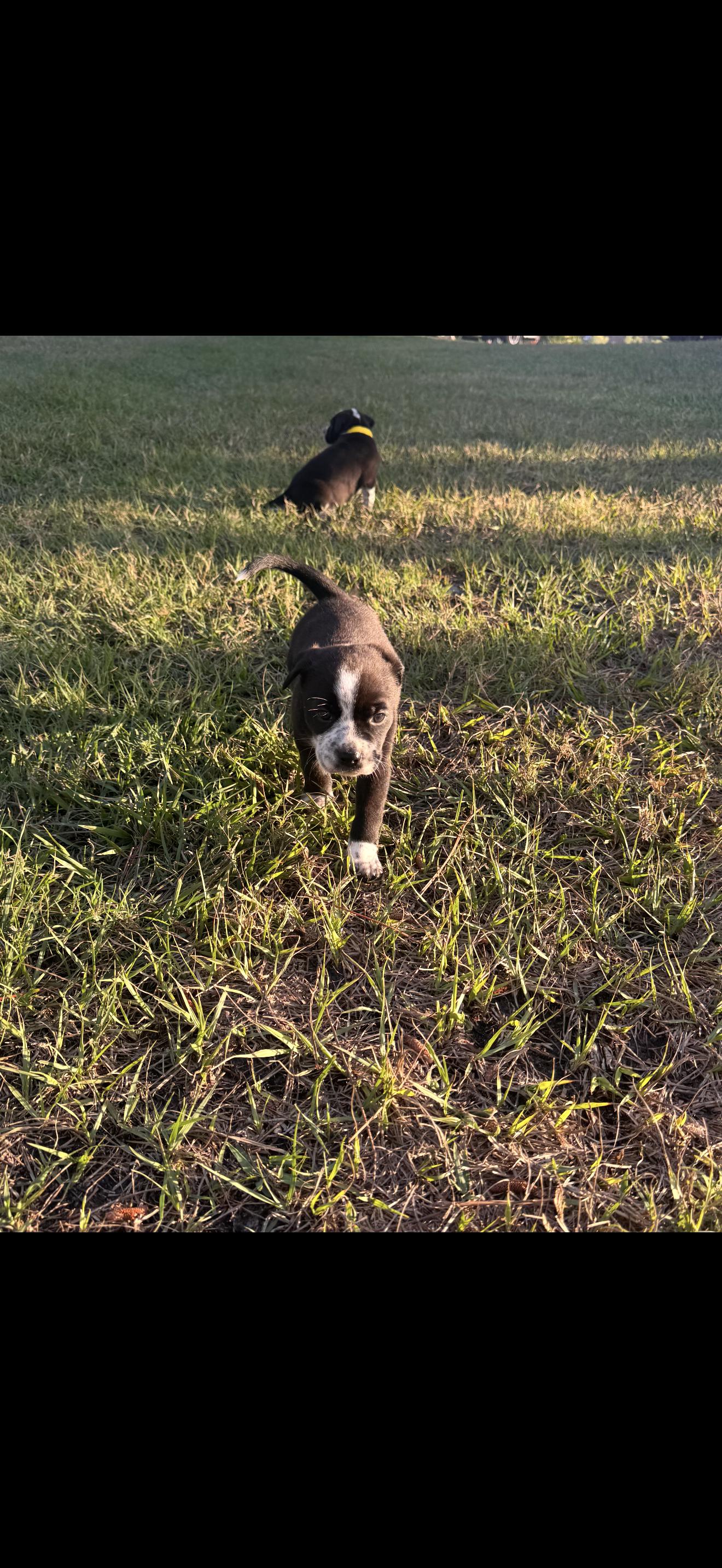 Oreo, a Adopted mixed breed in Bradenton, FL image 5/6