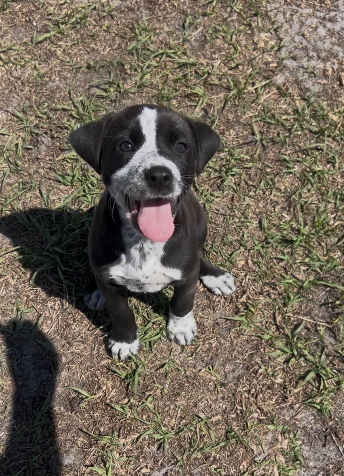 Oreo, a Adopted mixed breed in Bradenton, FL image 6/6