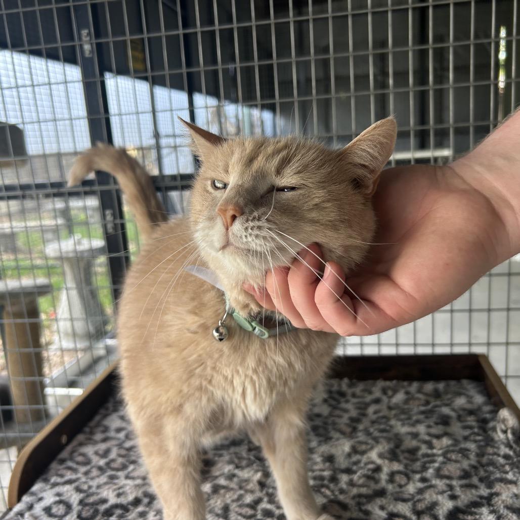 Sam, Adoptable, Senior Male Domestic Short Hair.