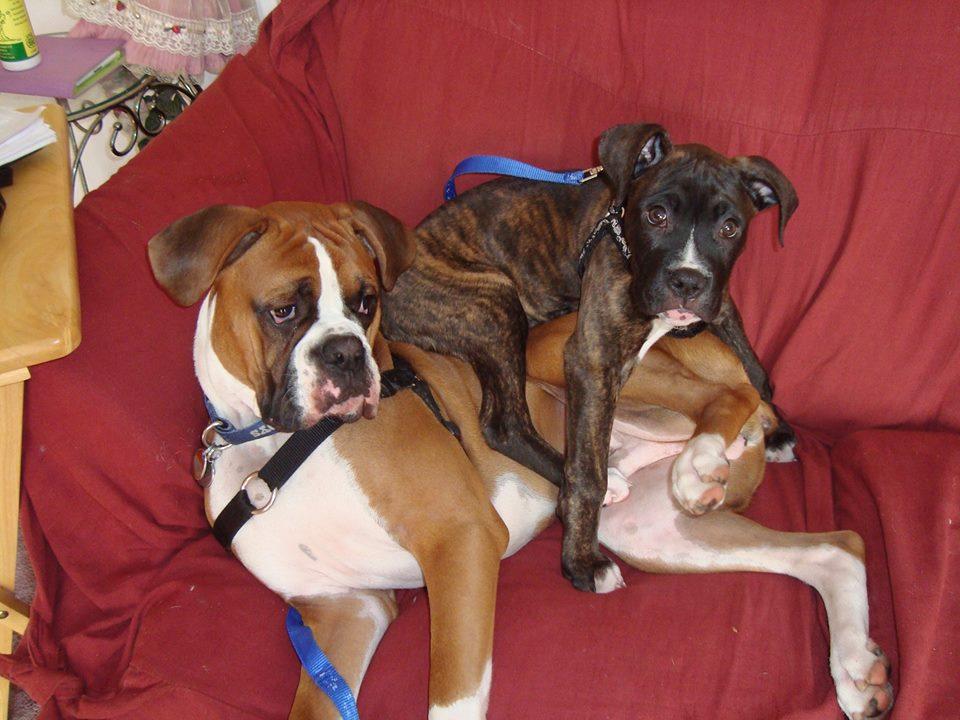 Rory, Adopted, Puppy Male Boxer.