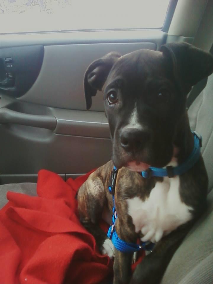 Enlarge Rory, a Adopted Boxer in Shakopee, MN image 2/3