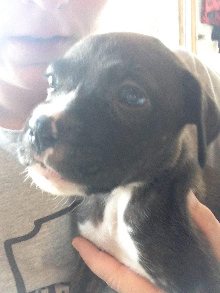 Enlarge Rory, a Adopted Boxer in Shakopee, MN image 3/3