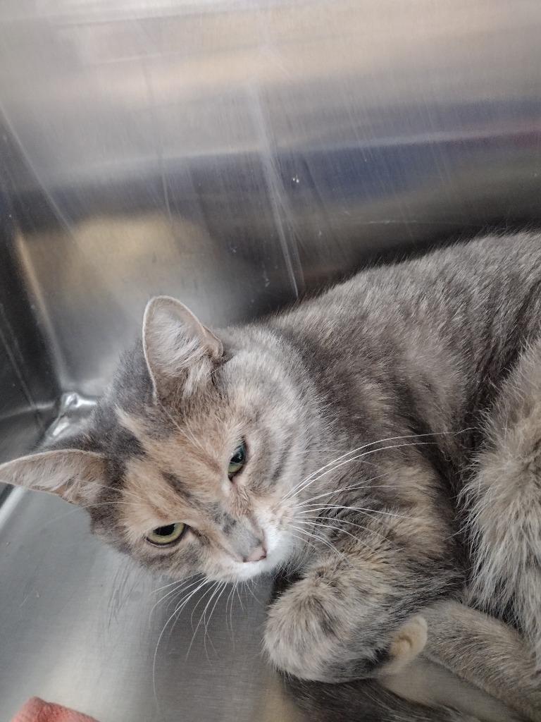 River, Adoptable, Adult Female Domestic Short Hair.