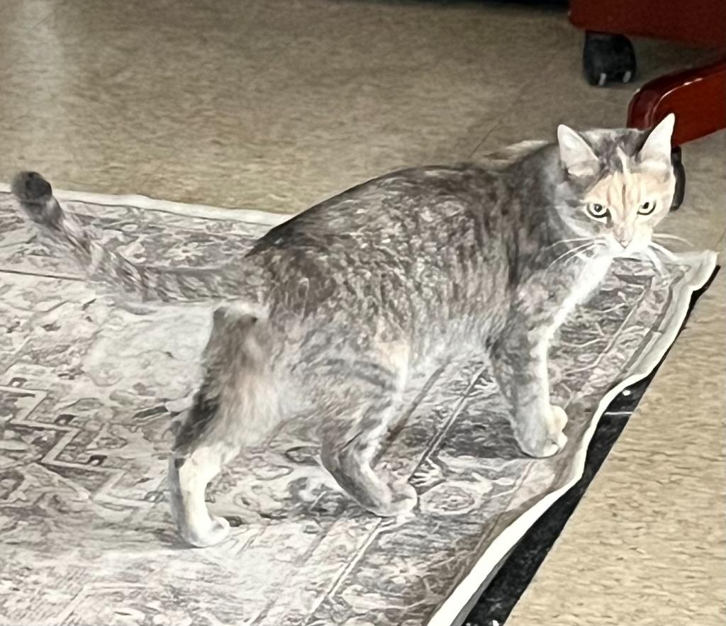 Enlarge River, a Adoptable mixed breed in Heber City, UT image 4/4